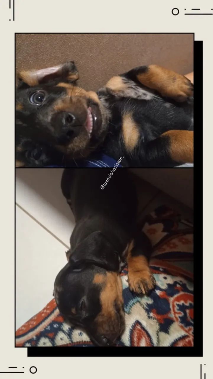 Dachshund  - Foto 2