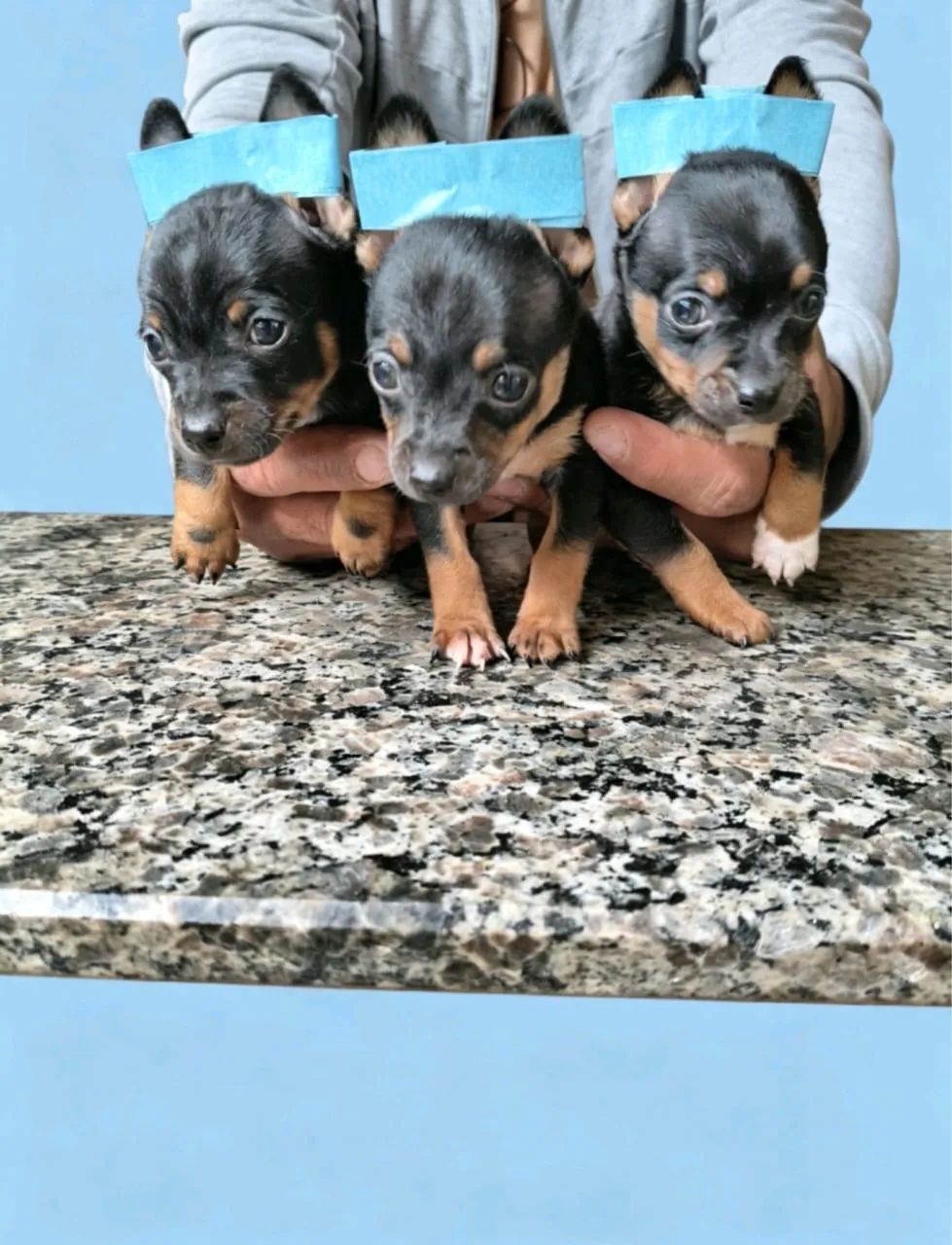 4 patas 