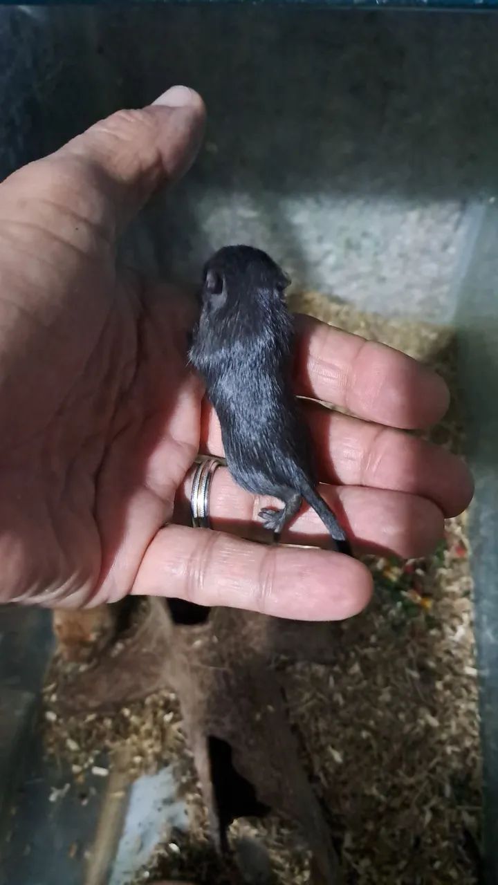 Gerbil ou Esquilo da Mongólia - Foto 3
