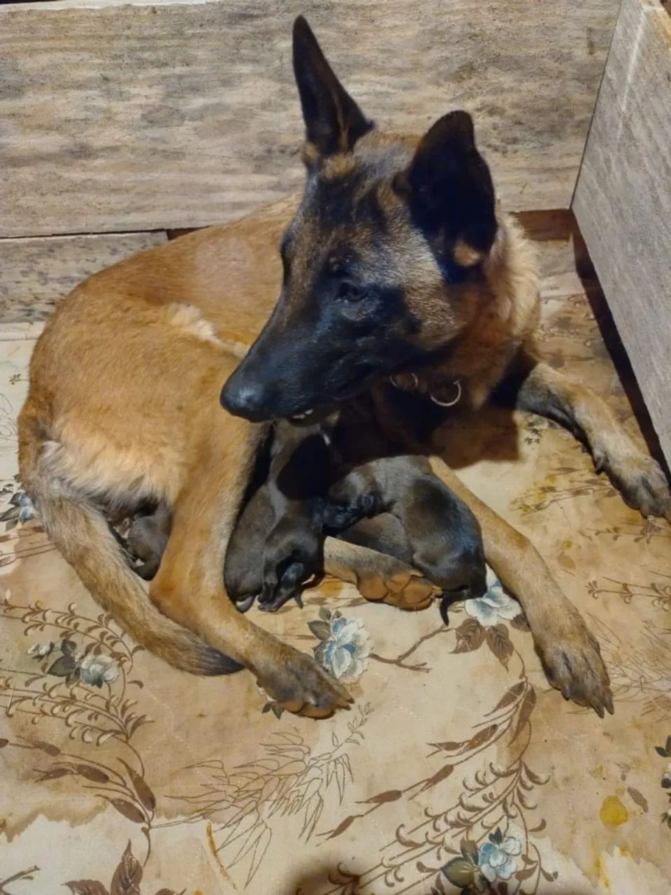 Filhotes Pastor Malinois  - Foto 2