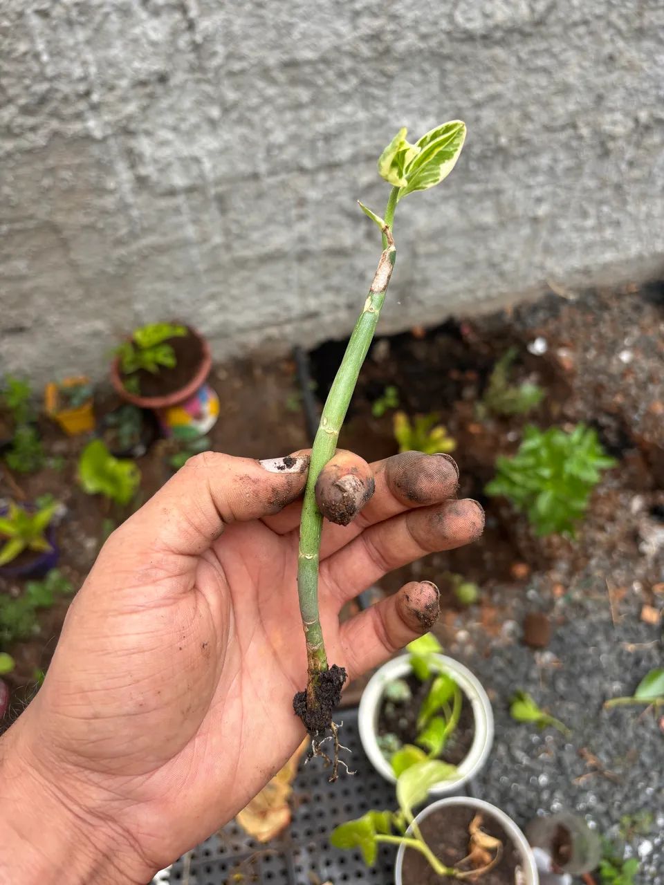 Mudas de plantas - Uberlândia - Foto 4