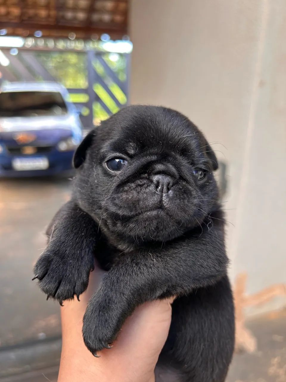 Filhotes de pug - Foto 5