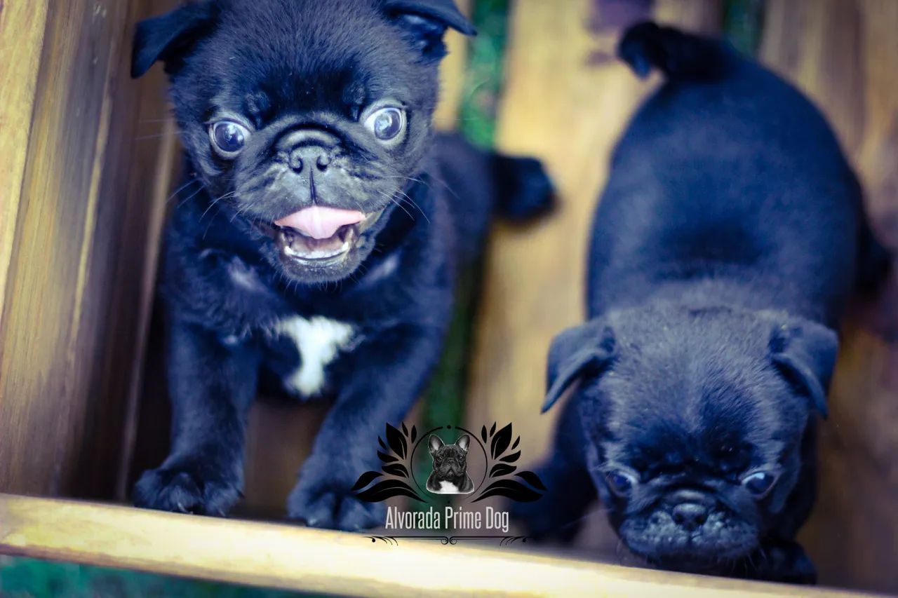 Pug macho  - Foto 5