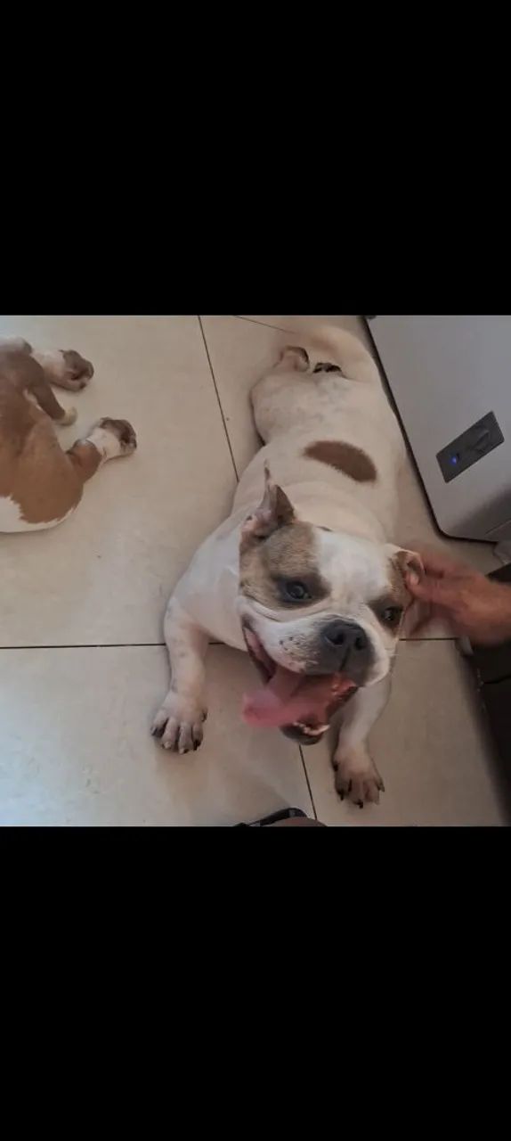 Casal de american bully  - Foto 2