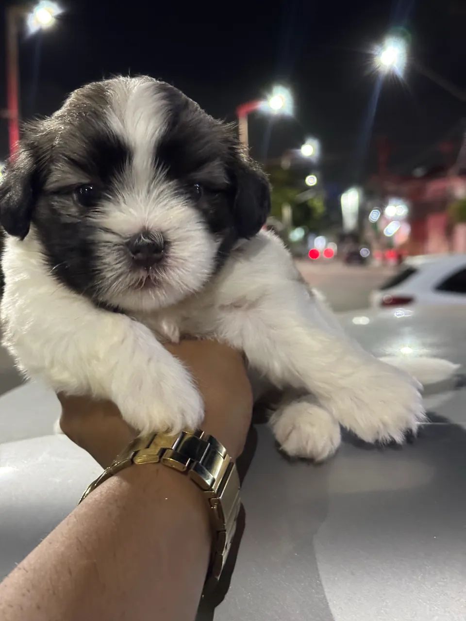 Shihtzu  - Foto 3