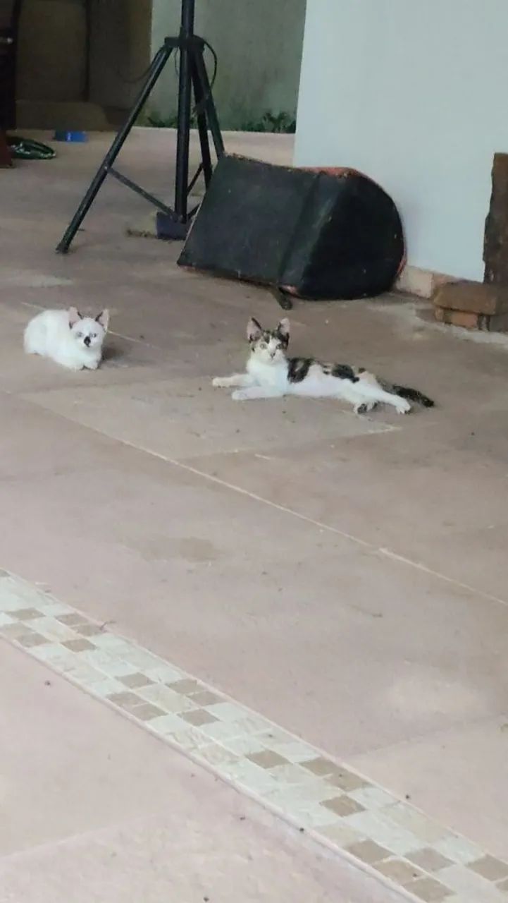 Gatinhas disponíveis para adoção responsável! - Foto 2