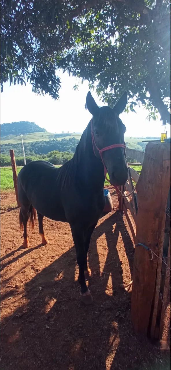 Cavalo quarto de milha  - Foto 4