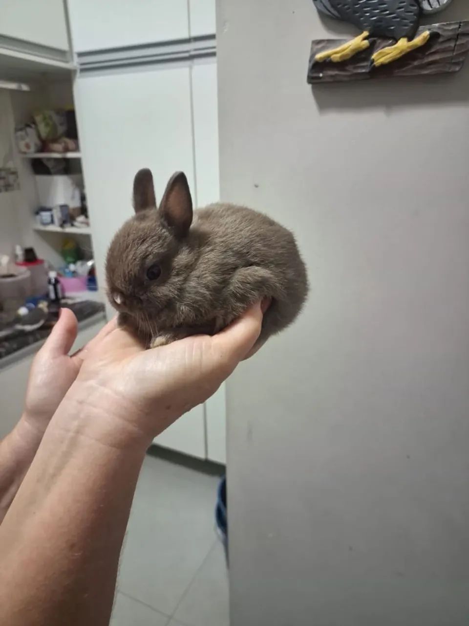 Coelho Mini ANÃO