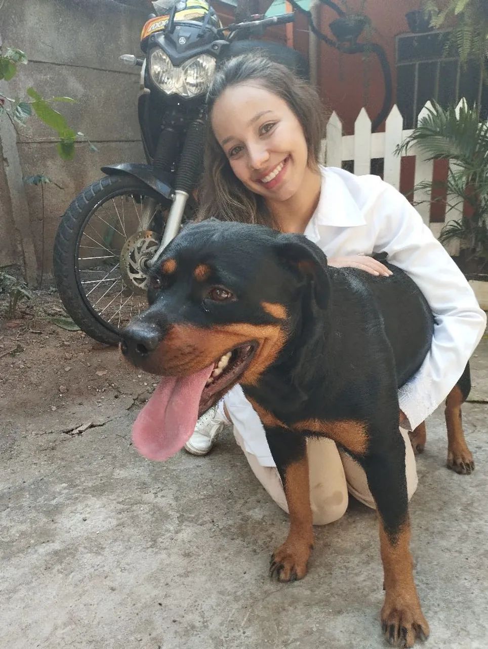 Rottweiler cabeça de touro  - Foto 3