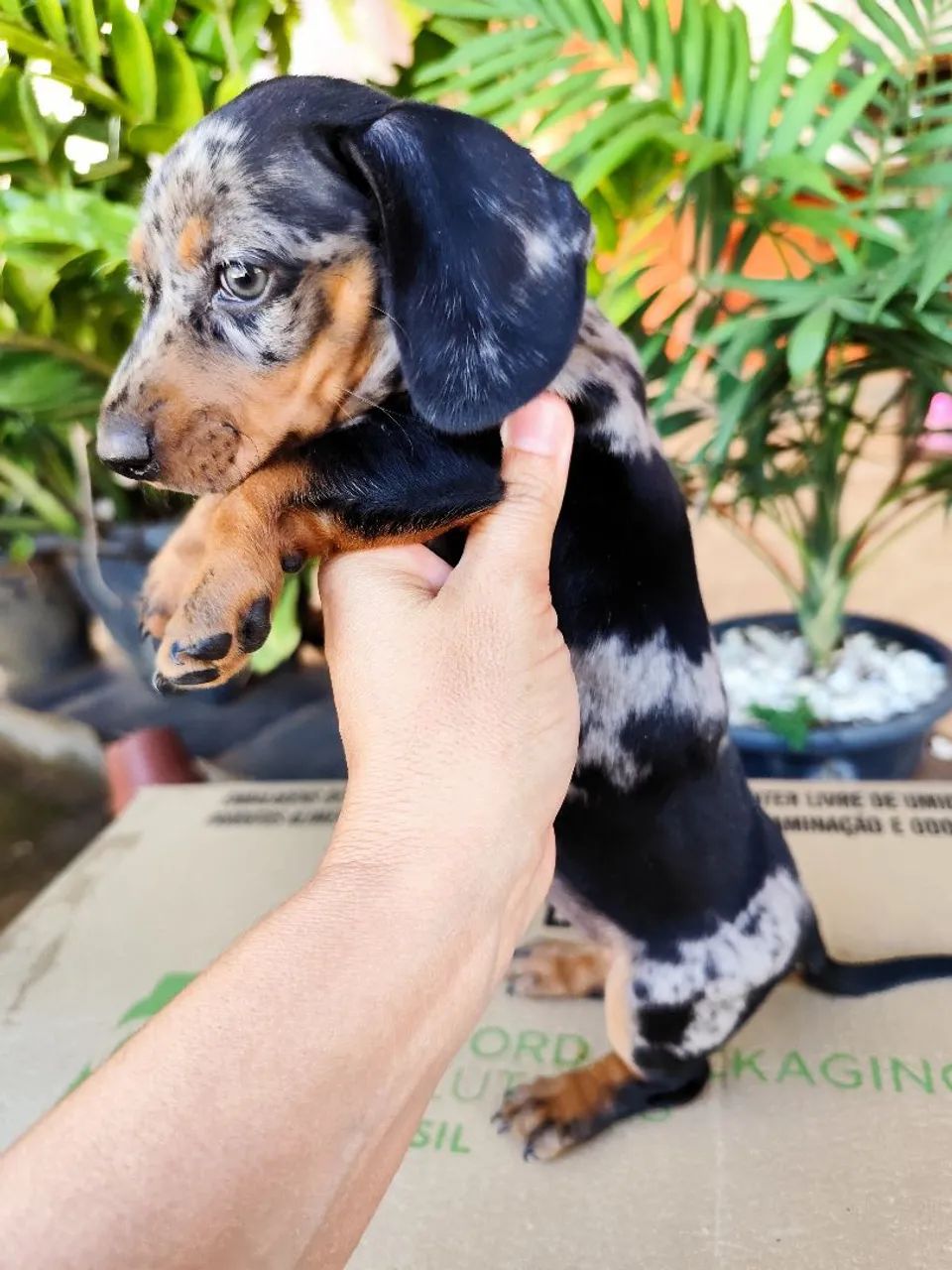 Dachshund/ Cofap/ besset 