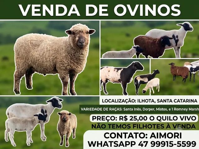 Vendo Ovelhas e Carneiros