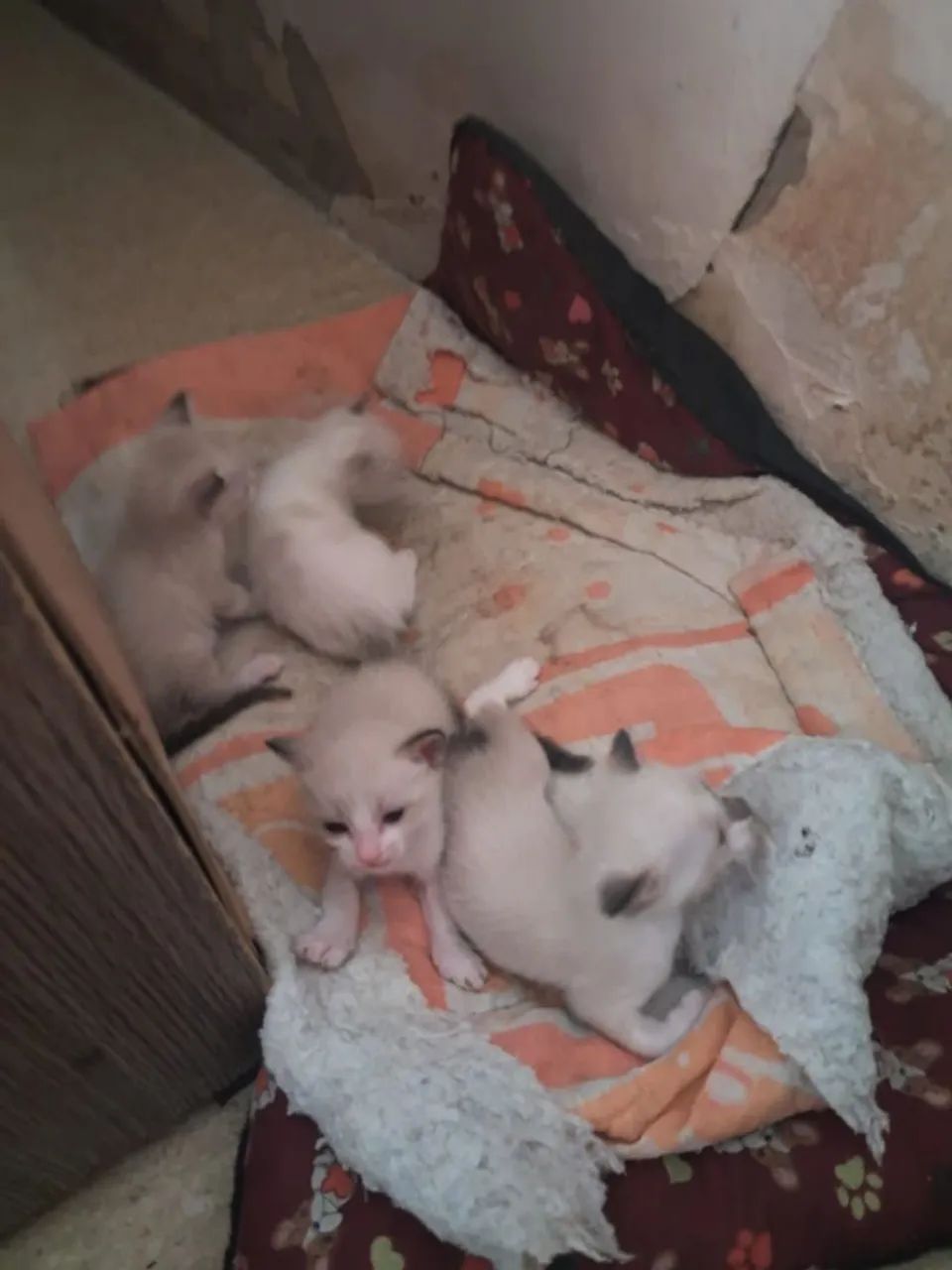 Gatinhos para doação 