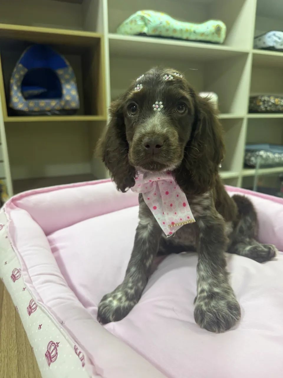 Cocker spaniel inglês - Foto 2