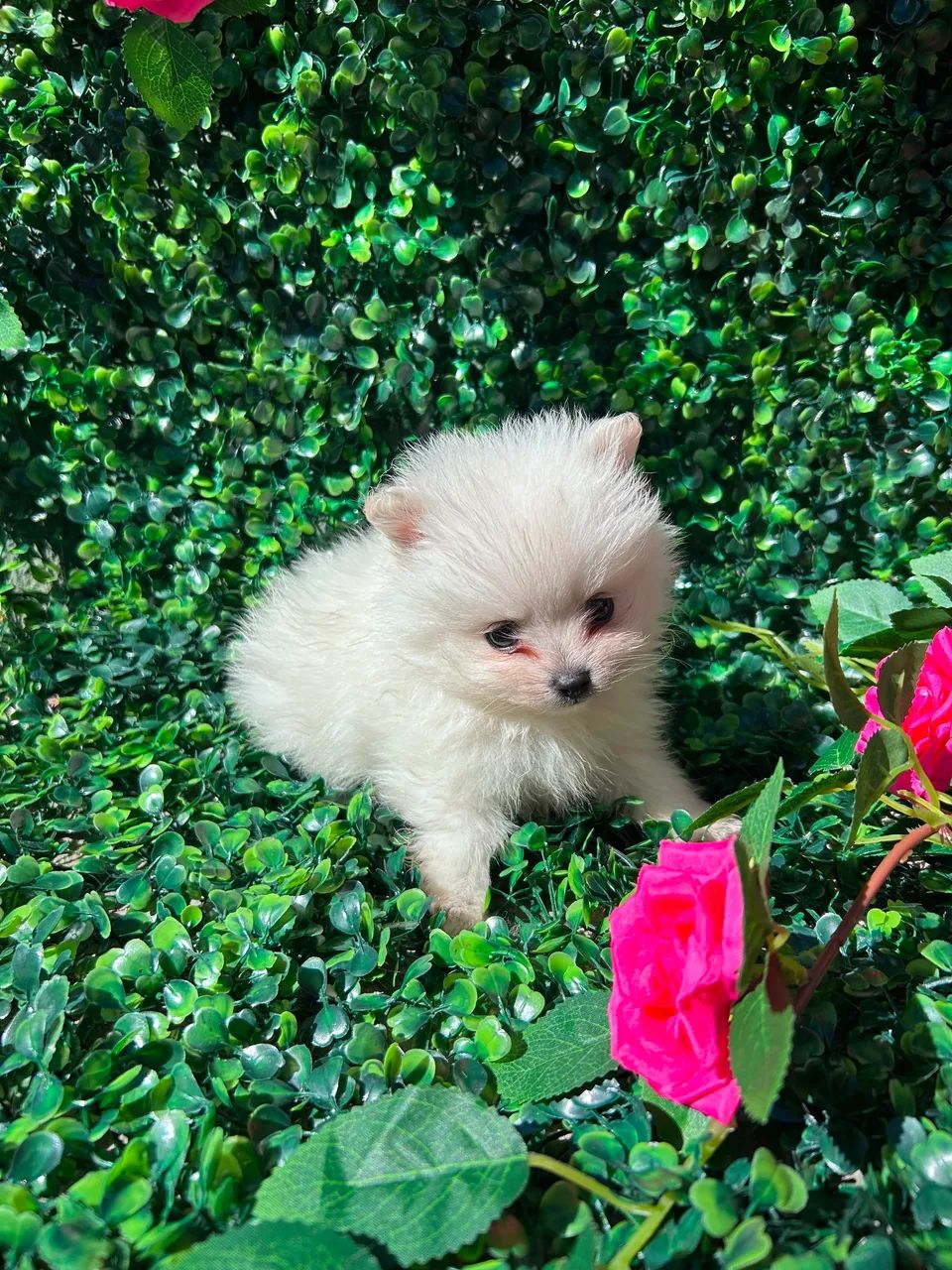 Spitz alemão macho mini  - Foto 2