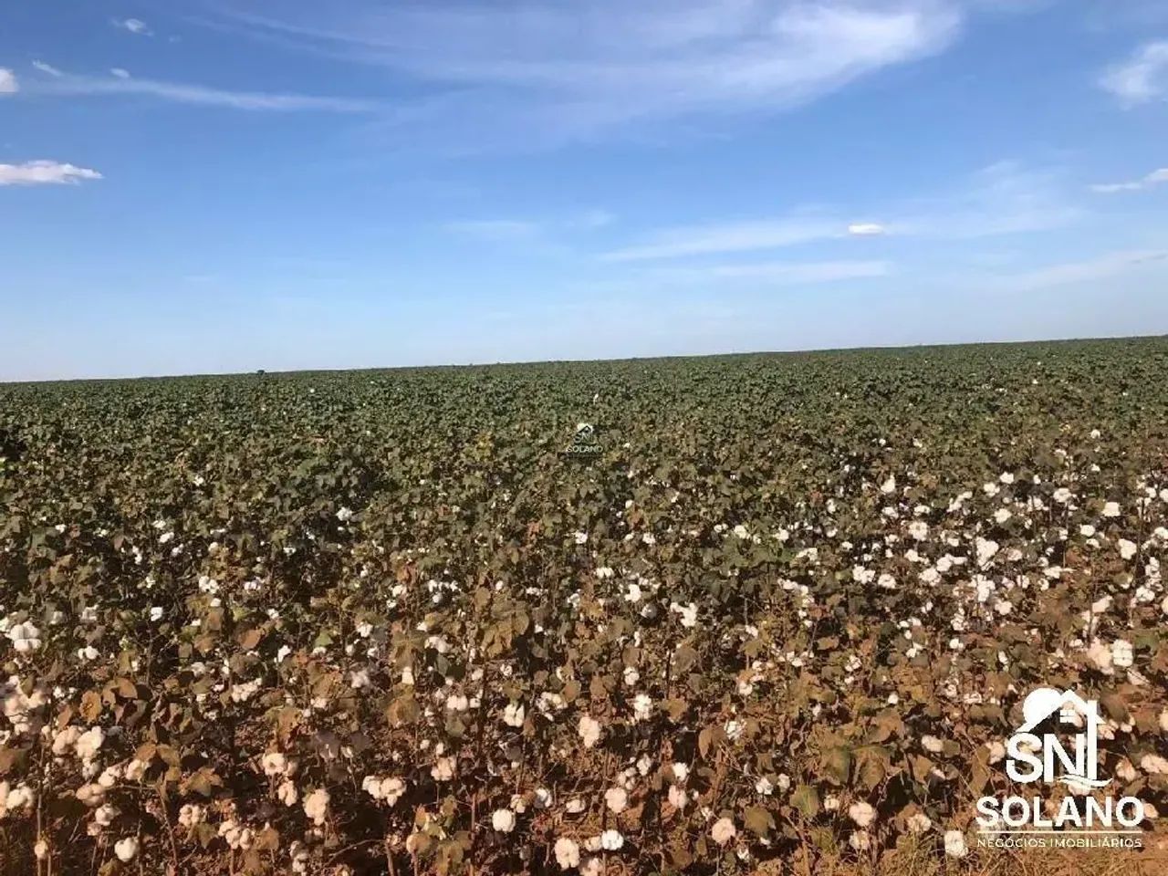 FAZENDA COM FABRICA DE ÓLEOS VEGETAIS EM NOVA MUTU/ MT. - Foto 3