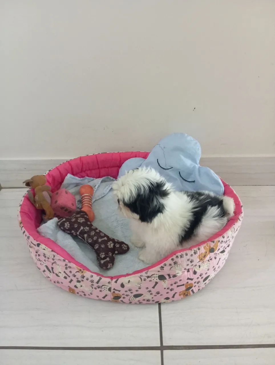 Shitzu Mini 