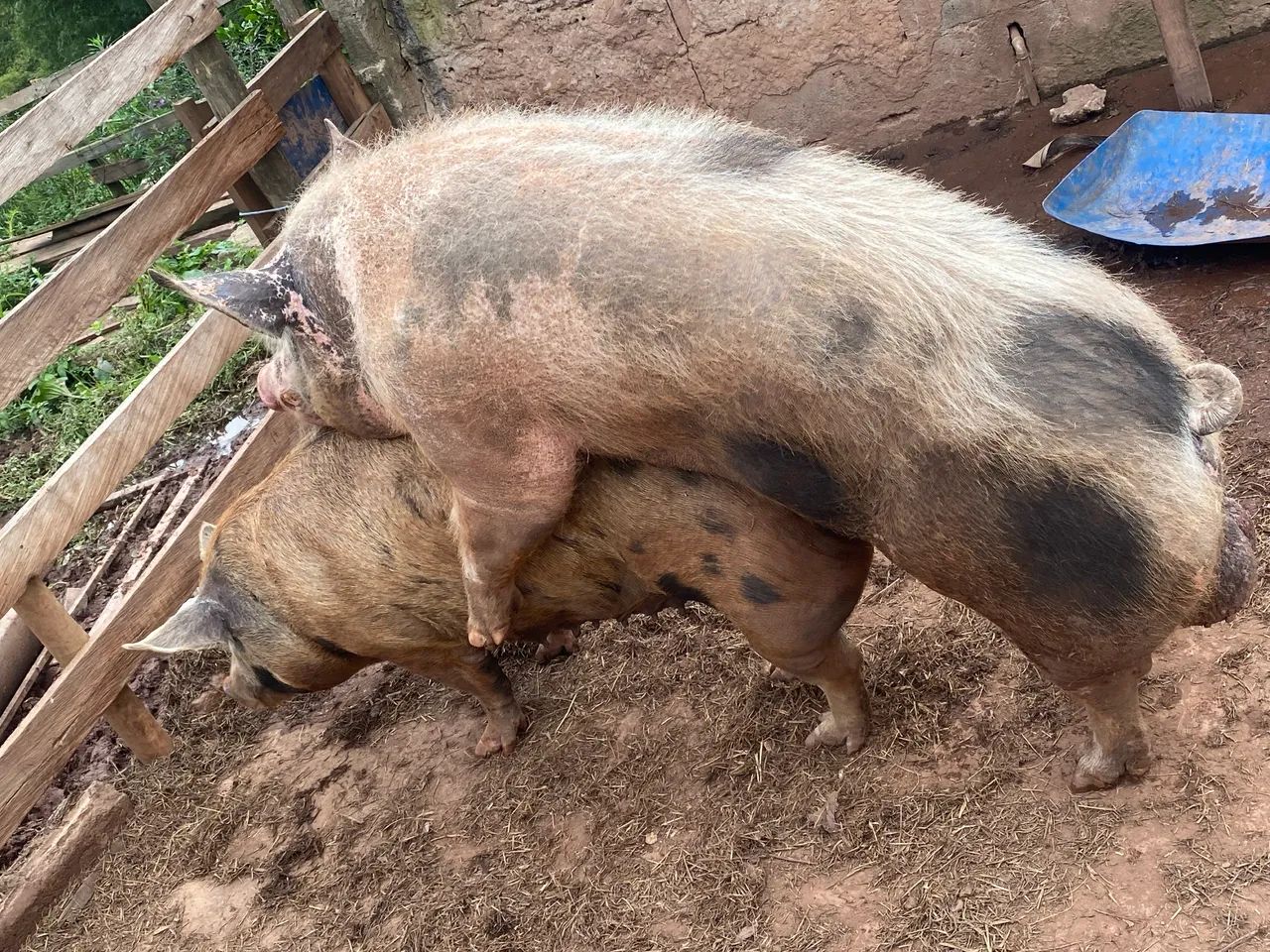Porca pietran