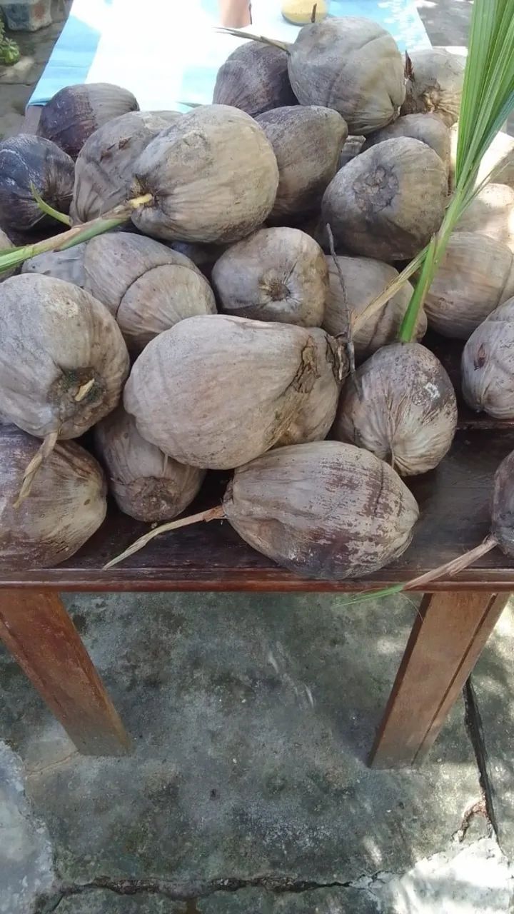 Vendo Muda de Coco, R$15 a unidade