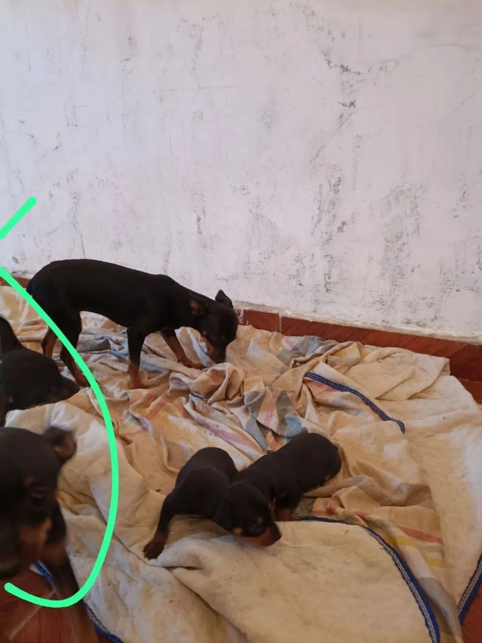 Pincher 0 - Foto 4