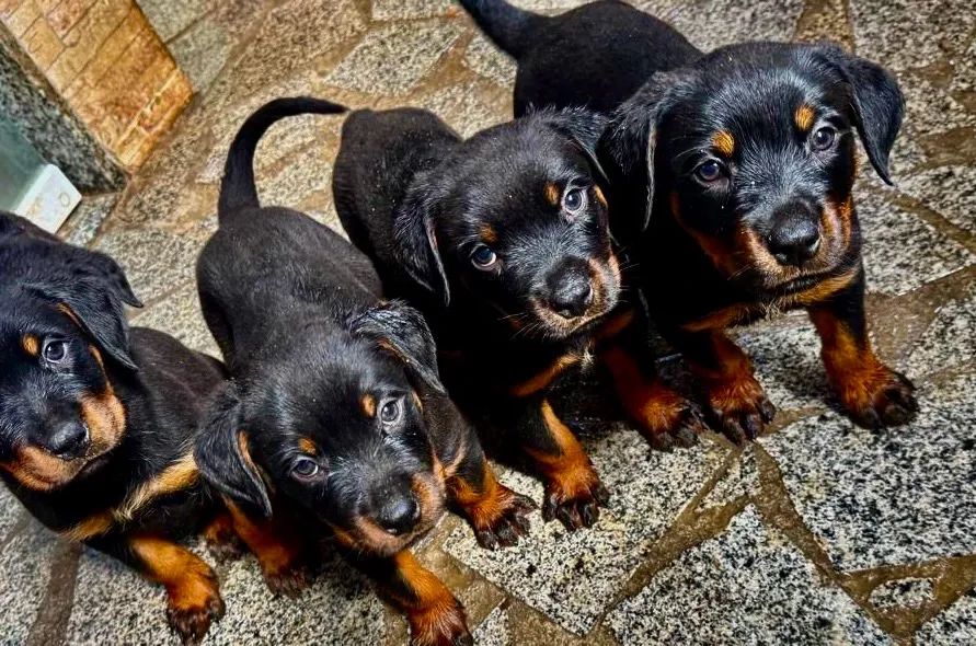 Vende filhotes de rottweiler 