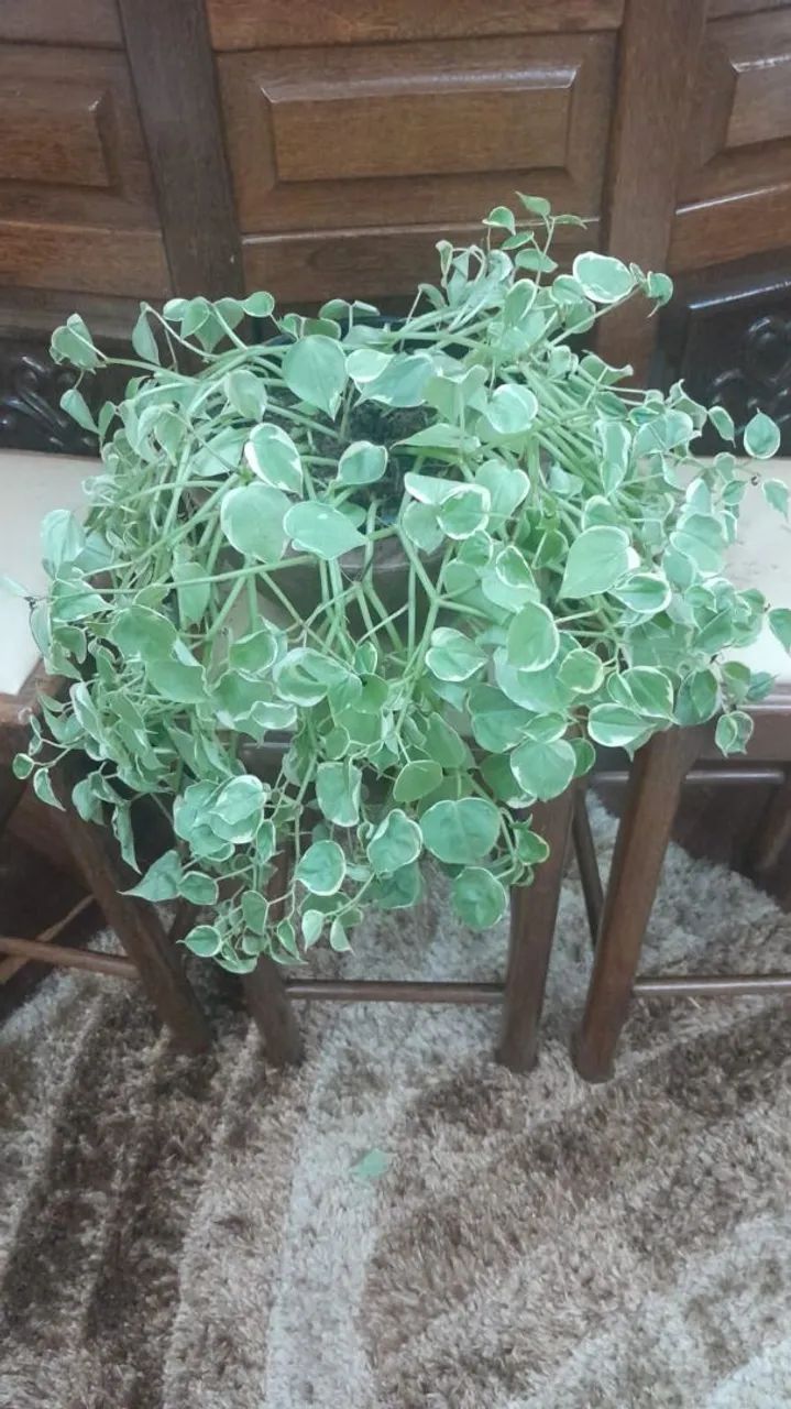 Planta Peperomia