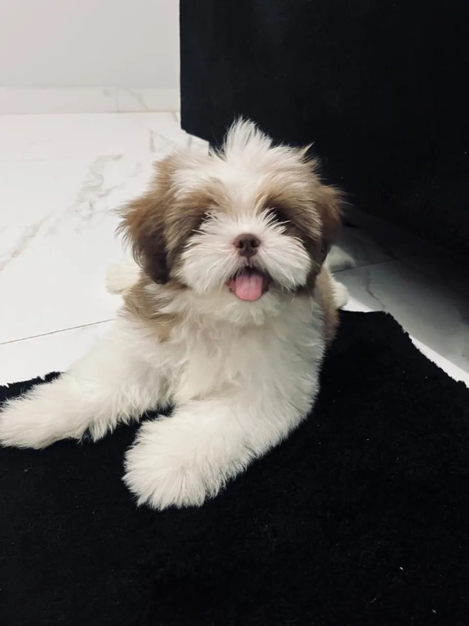 Shihtzu filhote - Foto 2