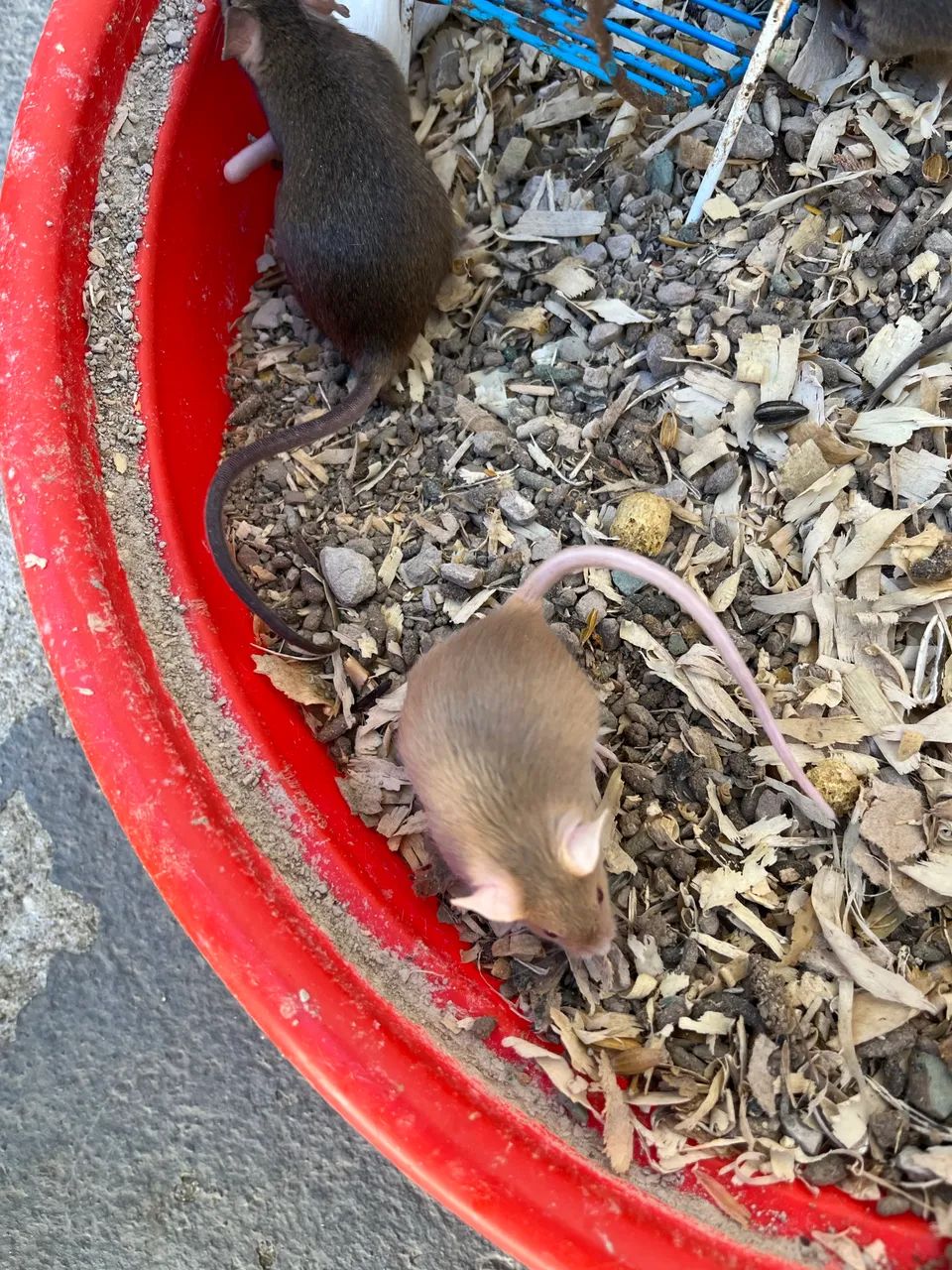 Camundongos