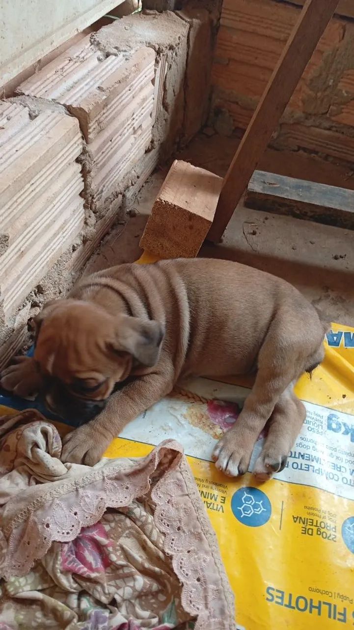 Buldogue Campeiro