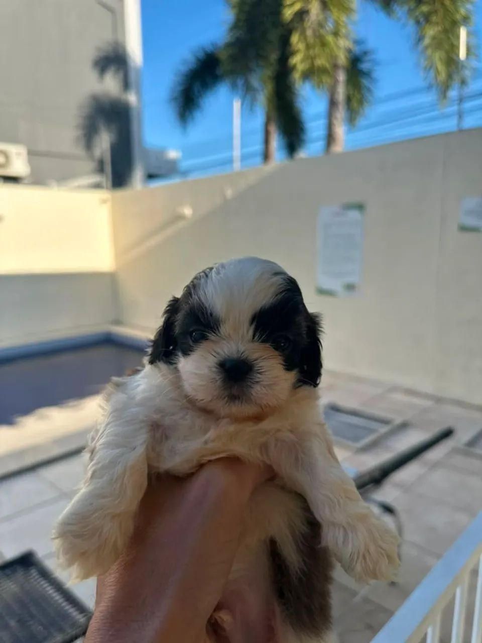 Lindeza e perfeição de shitzu  macho - Foto 2