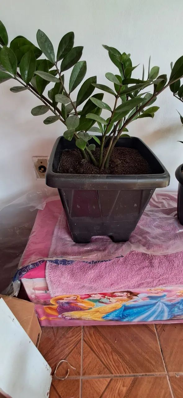 Planta Zamioculca  - Foto 3