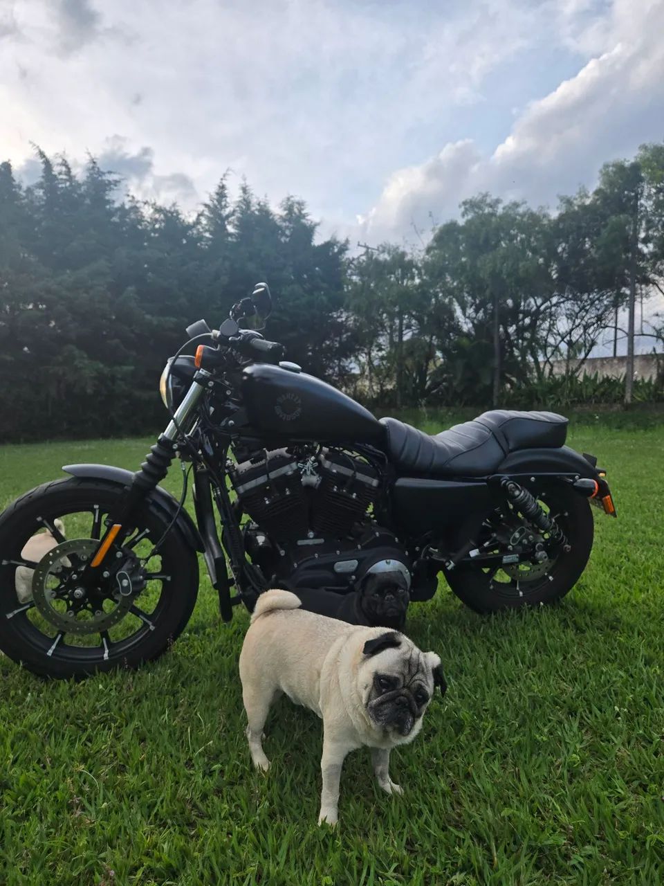 Iron 883 2010 - Foto 3