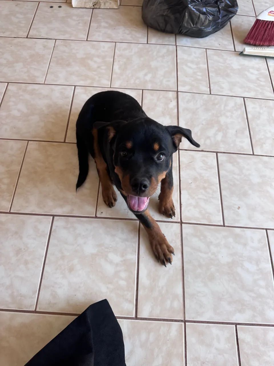 Vendo Rotweiller - 4 meses