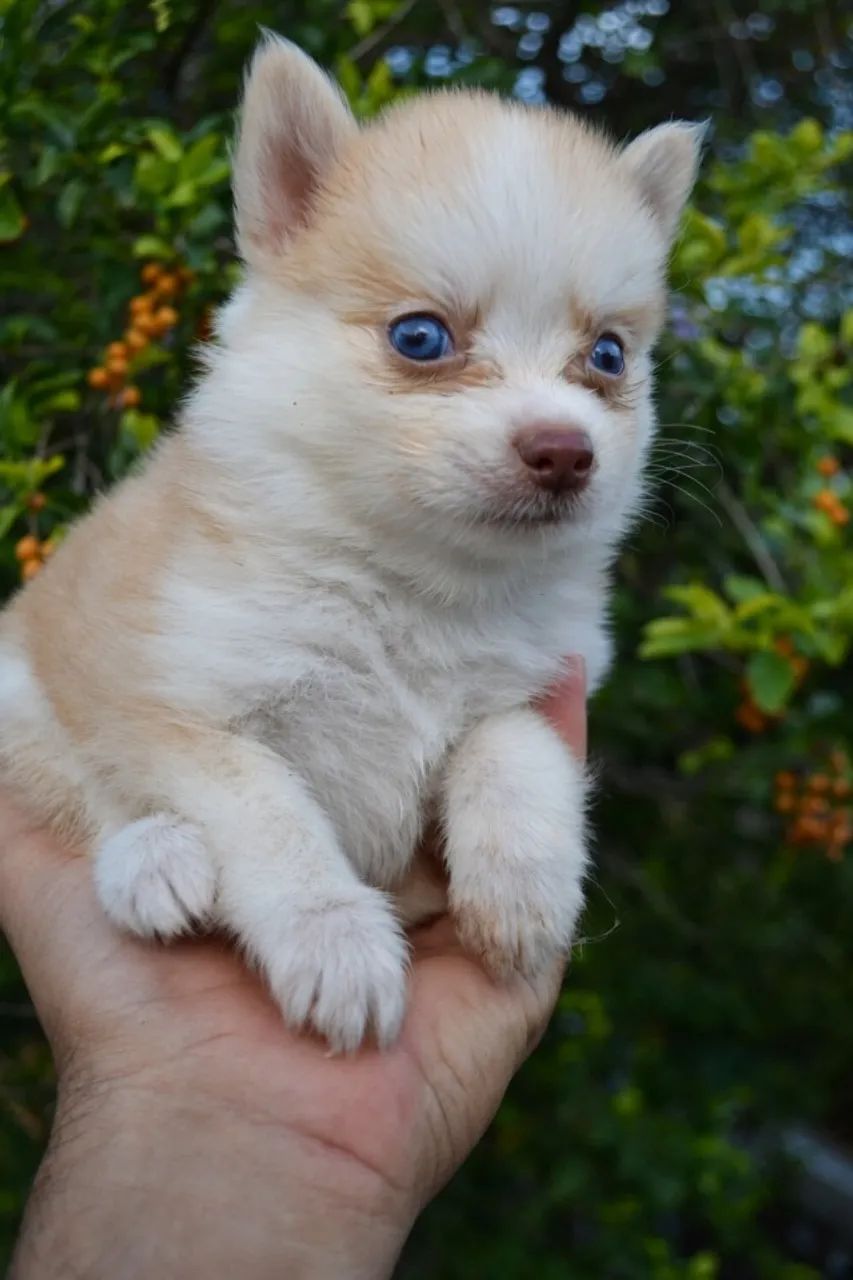 Pomsky F2 mini original  - Foto 4