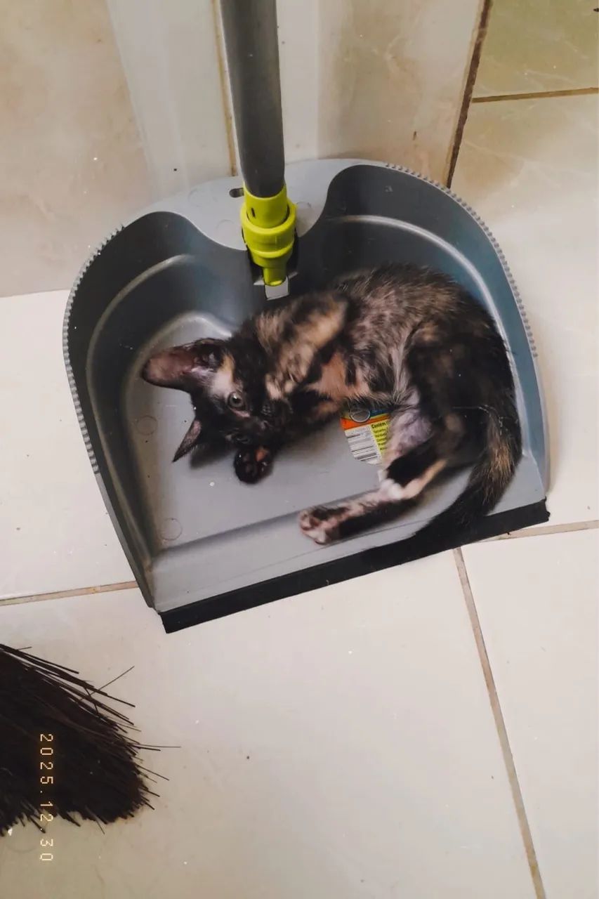 Doação de gatos - Foto 2