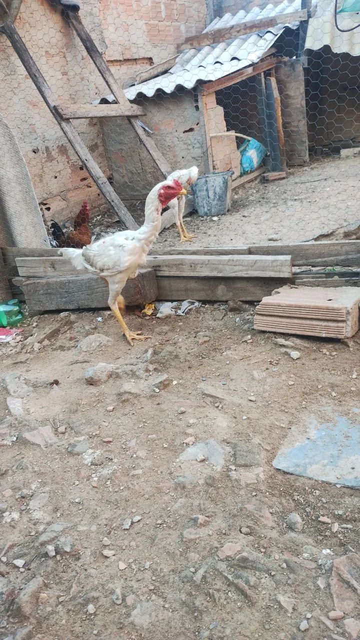Frango shamo  - Foto 3