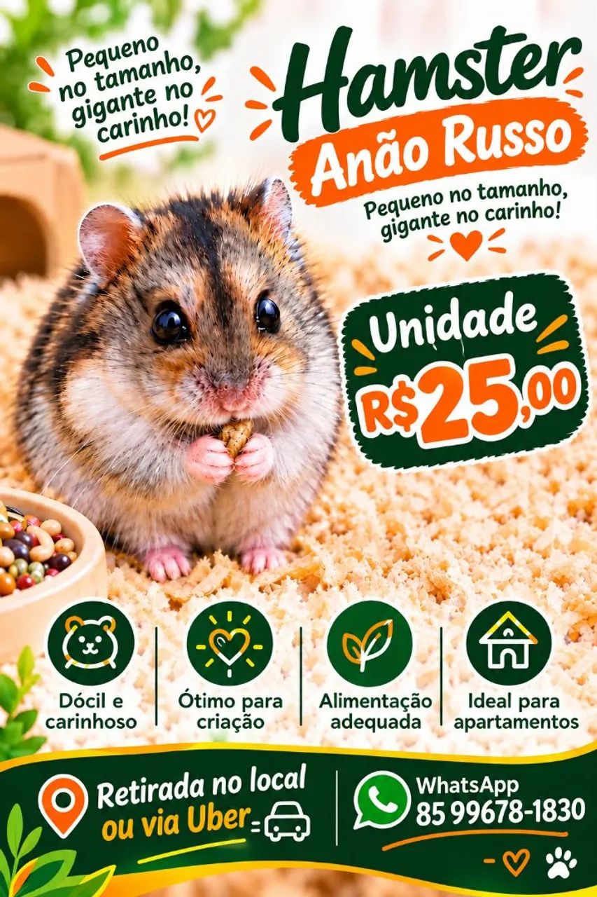 Hamster Anão russo 