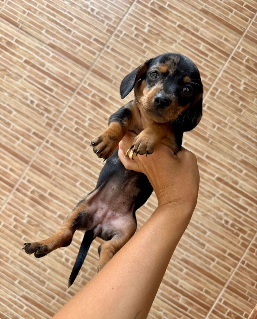 Dachshund Kaninchen - Pequeno e Elegante - Foto 3