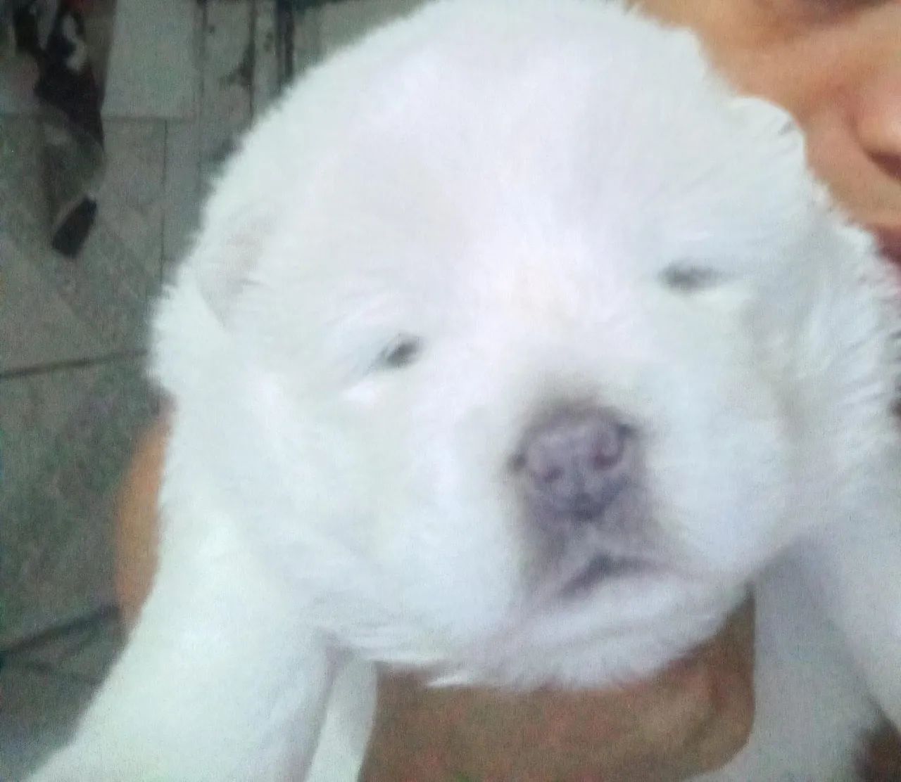Chowchow filhote de alta qualidade - Foto 2