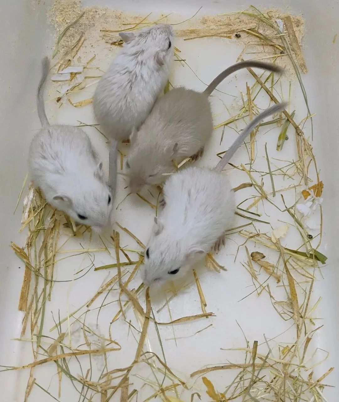 Gerbil / Esquilo da Mongólia 