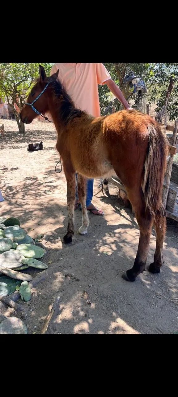 Potro 