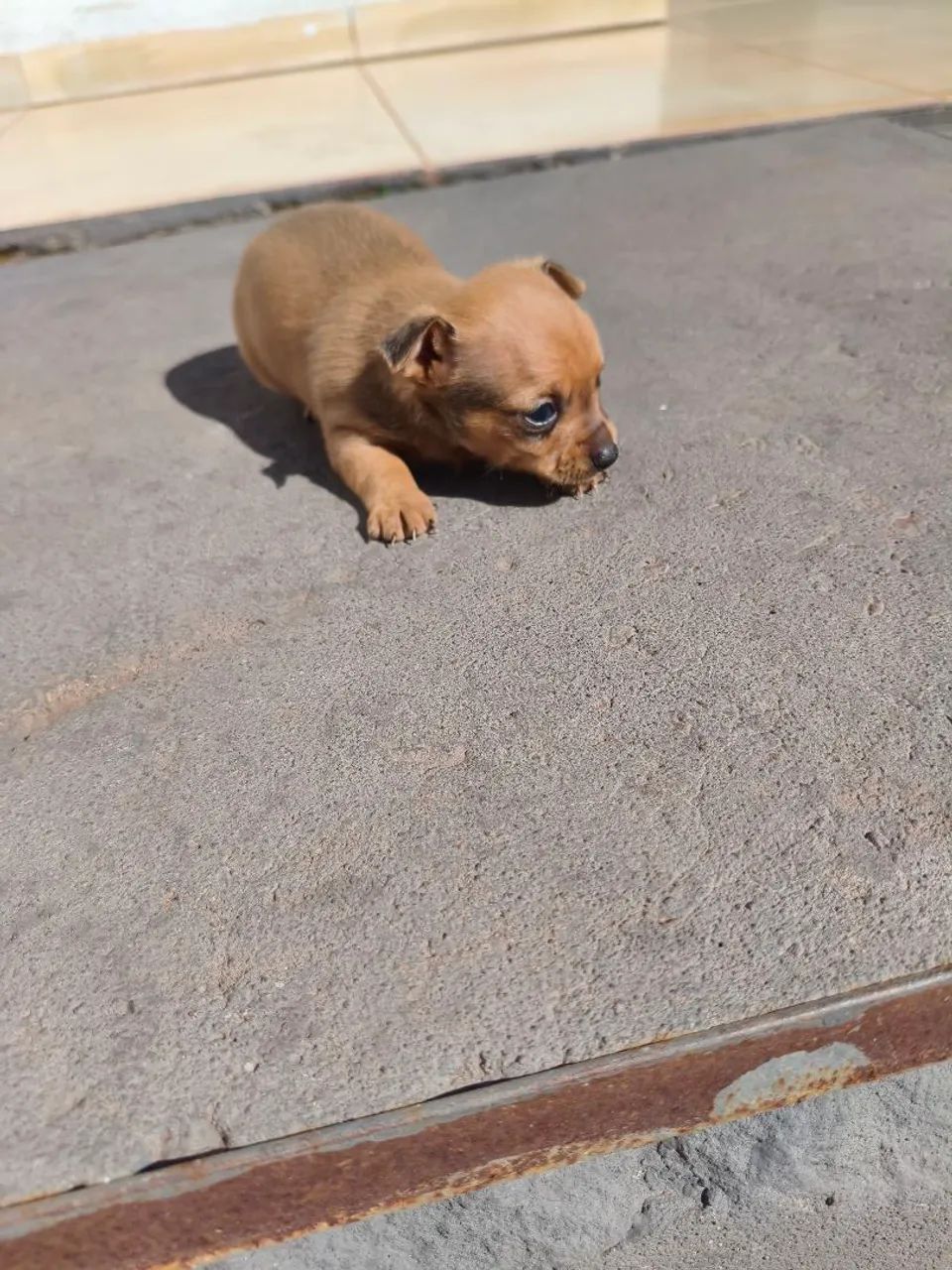 Pinscher 0 - Foto 2