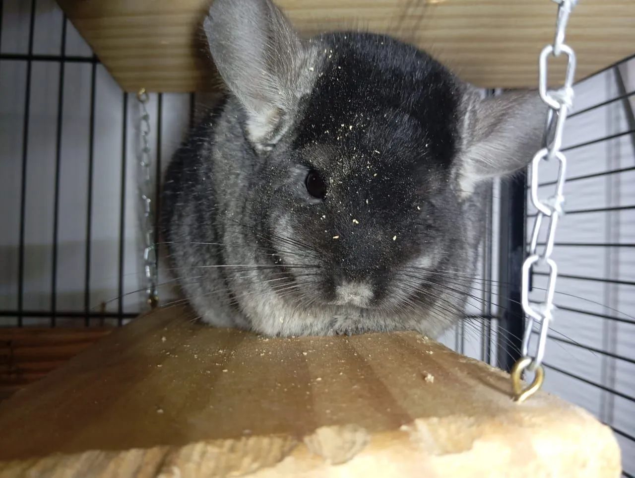 Chinchila disponível. - Foto 4