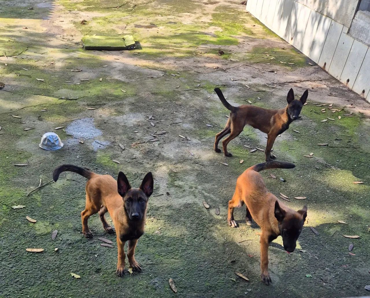 PASTOR Belga de Malinois - Foto 2