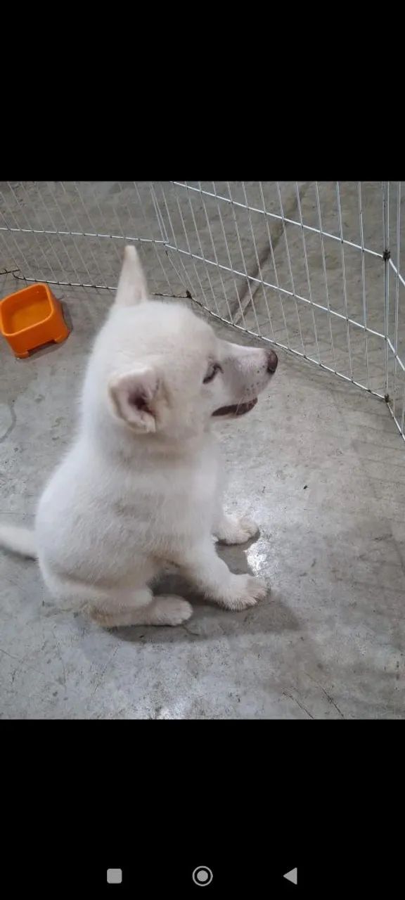 Husk siberiano