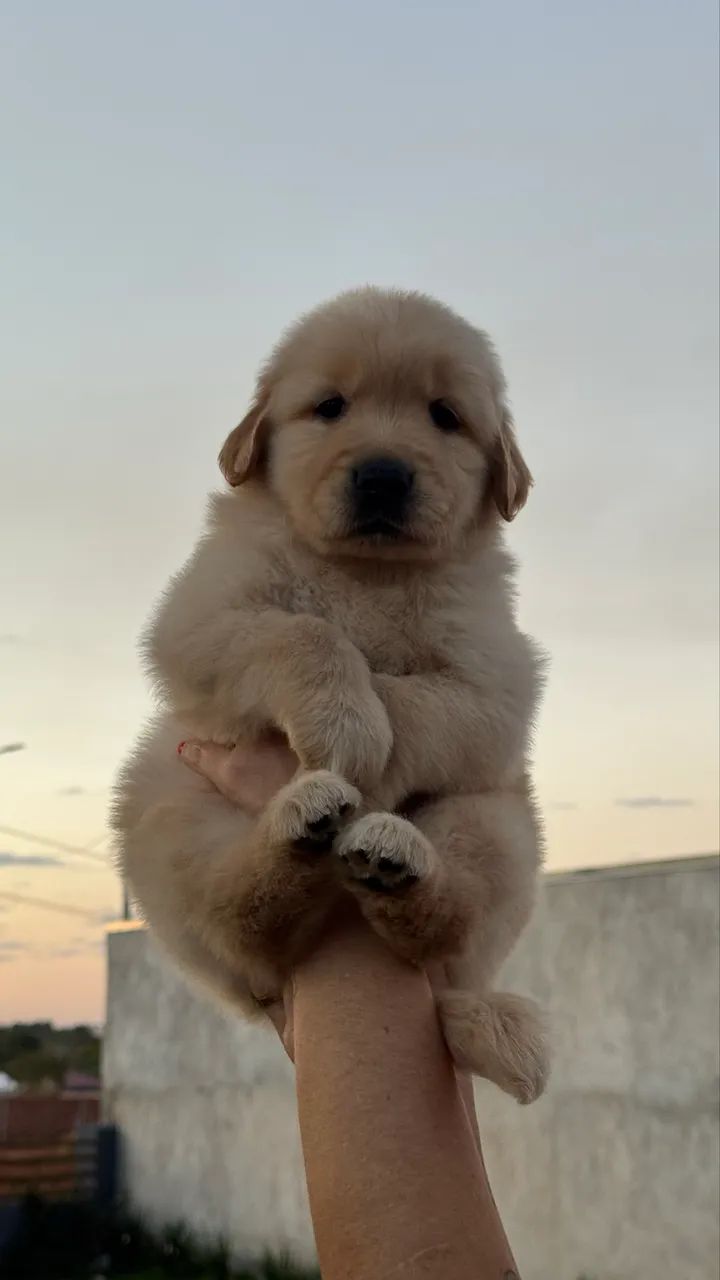 Vendo Golden retriever Macho! - Foto 4