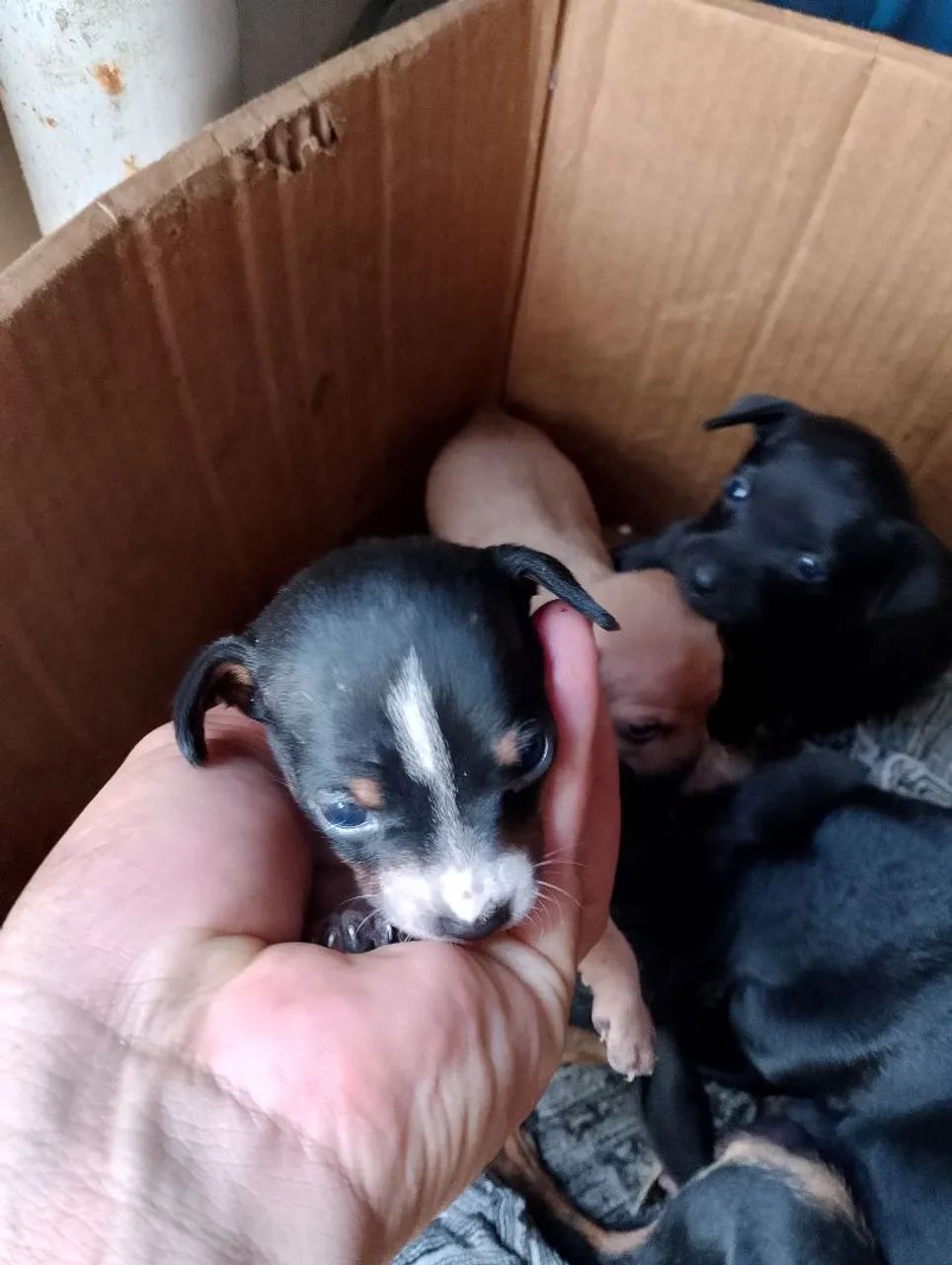Verda de Pinscher 2