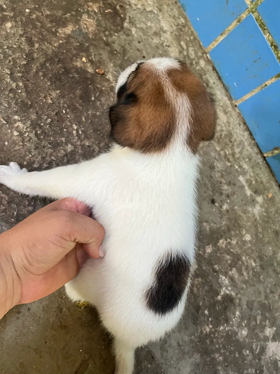 Doaç ão responsável fêmea  - Foto 2