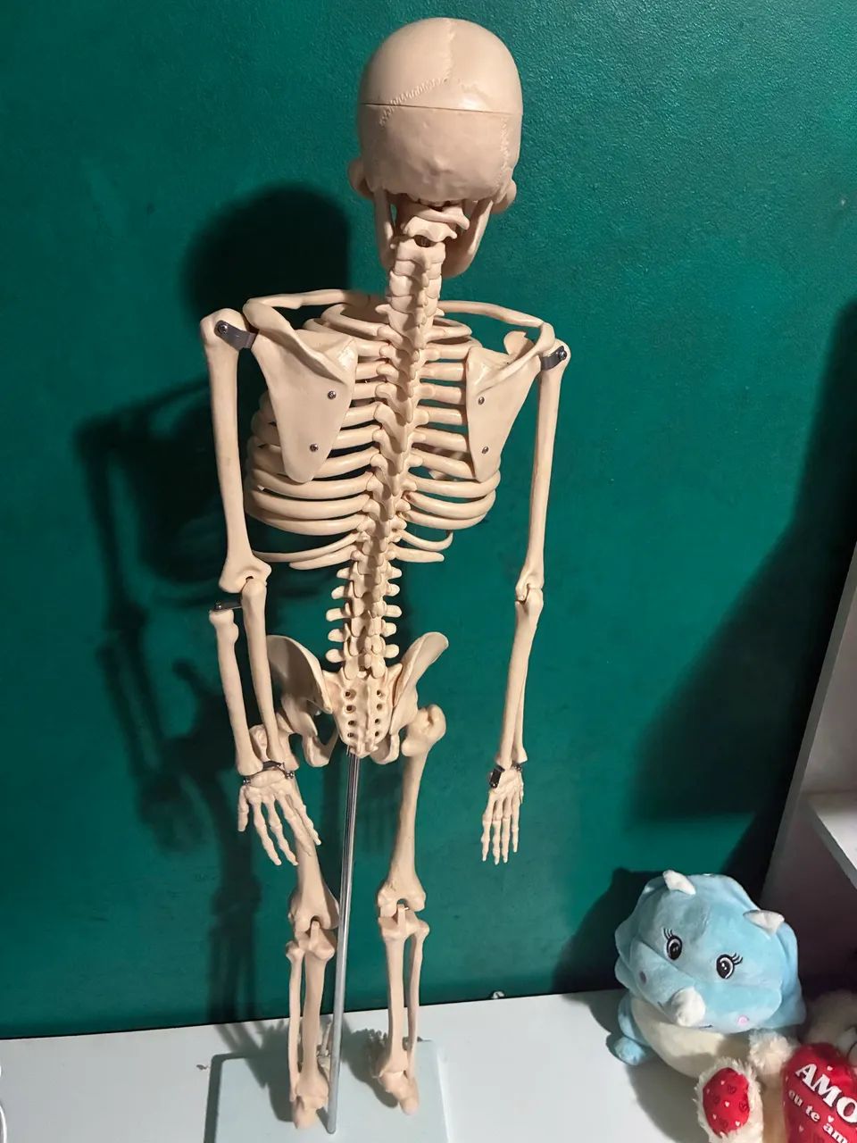 Objeto para estudo anatômico  - Foto 2