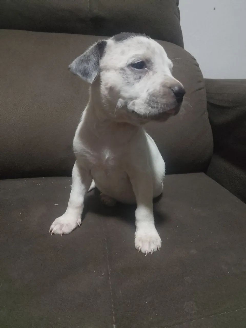 Filhotes de Pitbull  - Foto 4