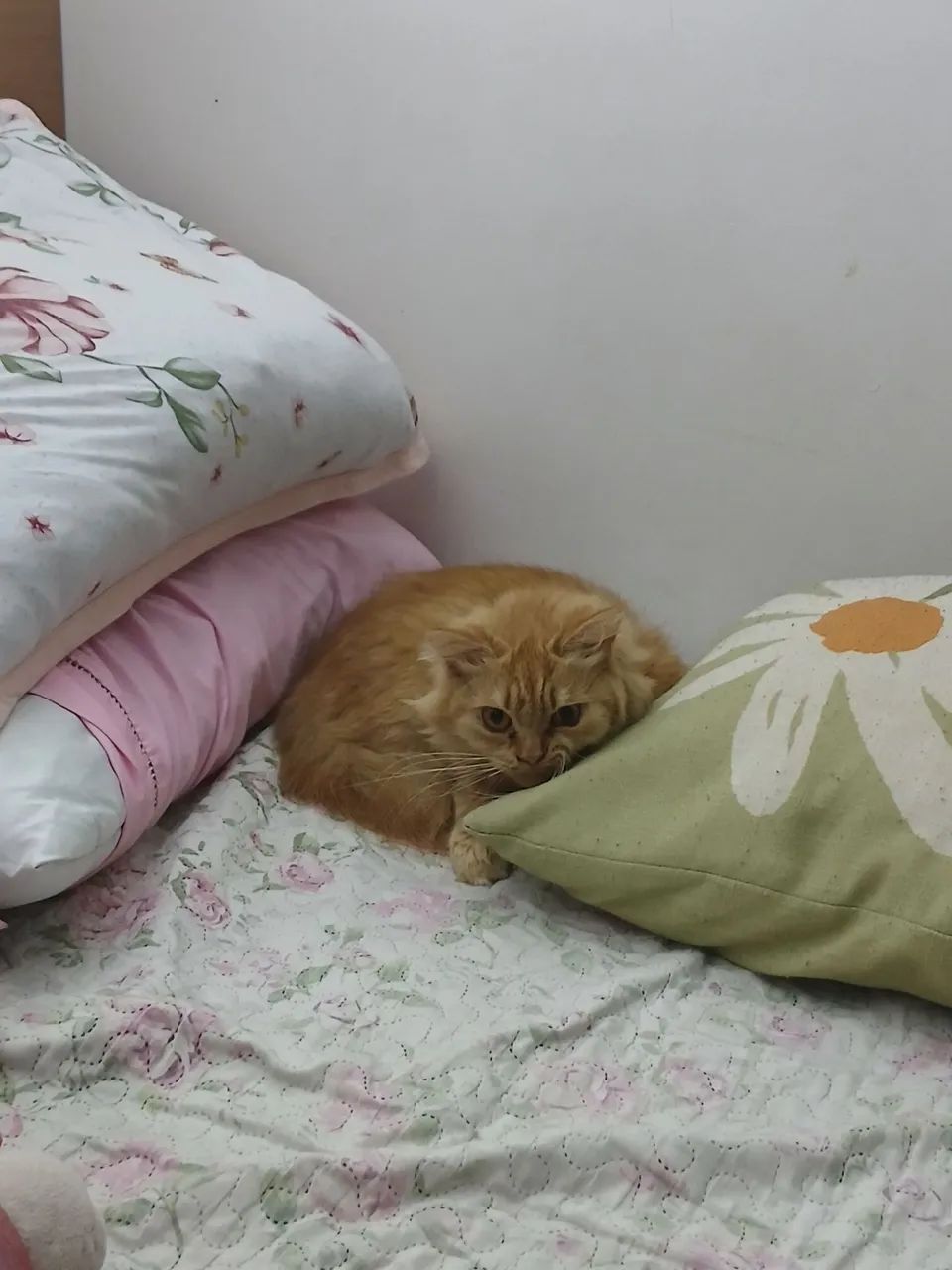Gata para adoção responsável  - Foto 4